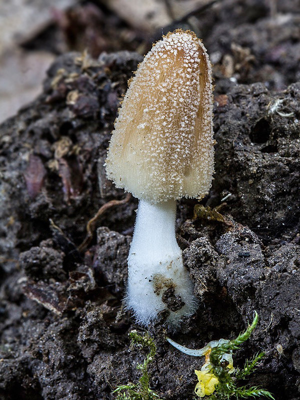 hnojník Coprinellus sp.