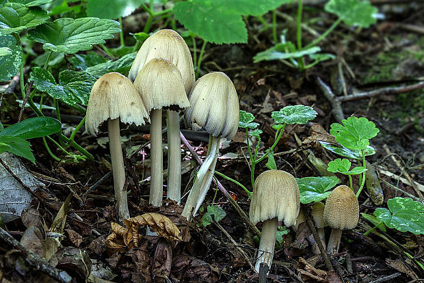 hnojník Coprinellus sp.