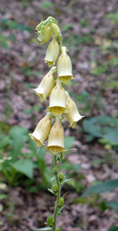 náprstník veľkokvetý Digitalis grandiflora Mill.