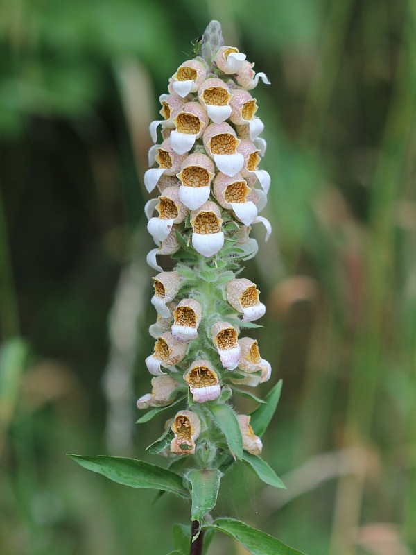 náprstník vlnatý Digitalis lanata Ehrh.