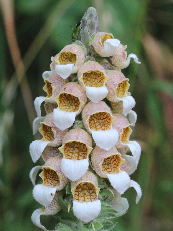 náprstník vlnatý Digitalis lanata Ehrh.