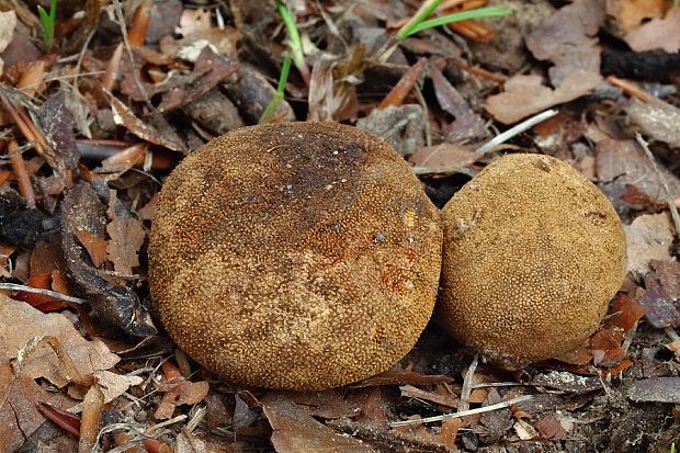 srnka obyčajná Elaphomyces granulatus Fr.