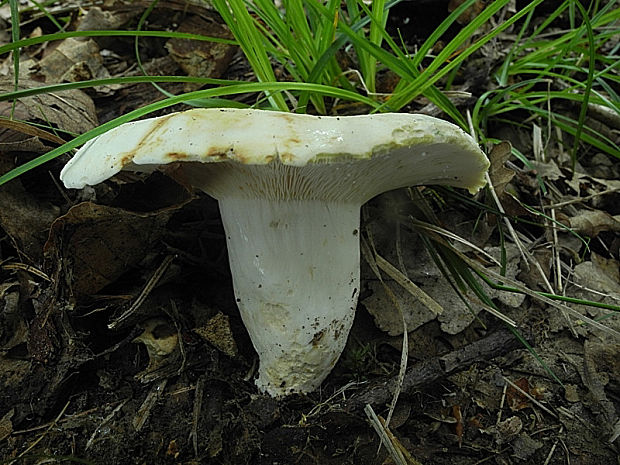 rýdzik korenistý Lactarius piperatus (L.) Pers.