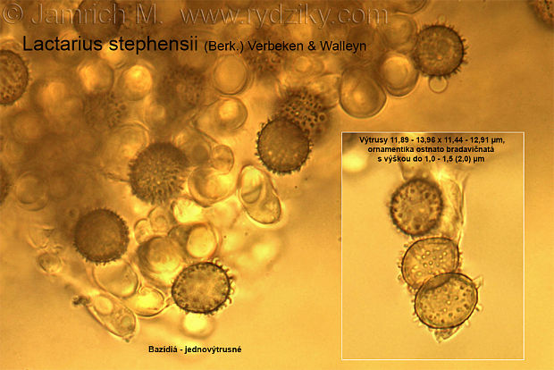 rýdzik Stephensov Lactarius stephensii (Berk.) Verbeken & Walleyn