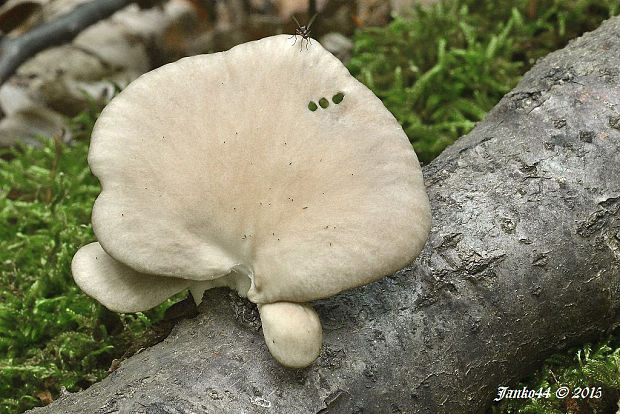 hliva buková Pleurotus pulmonarius (Fr.) Quél.