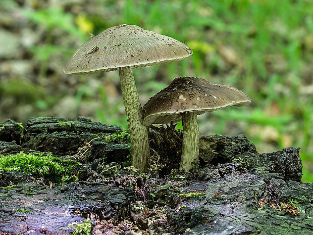 štítovka Pluteus sp.