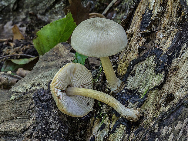 štítovka Pluteus sp.