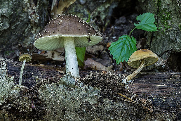 štítovka Pluteus sp.