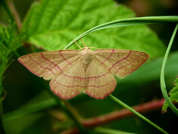 piadica prútnatcová Rhodostrophia vibicaria