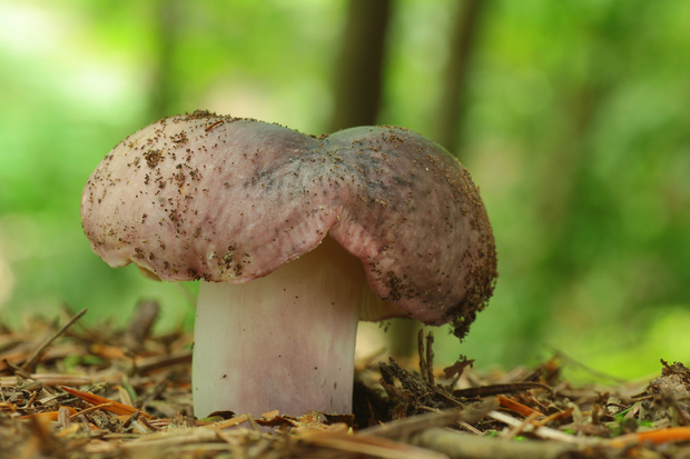 plávka modrastá Russula cyanoxantha (Schaeff.) Fr.