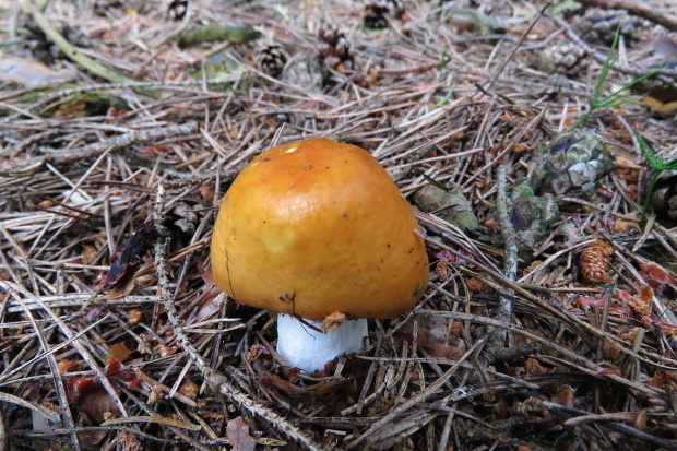 plávka odfarbená Russula decolorans (Fr.) Fr.