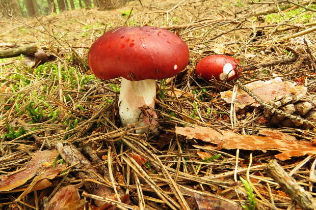 plávka jahodovočervená Russula paludosa Britzelm.