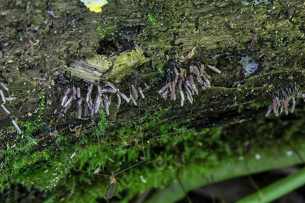 pazderka Stemonitopsis cf. typhina (F.H. Wigg.) Nann.-Bremek.