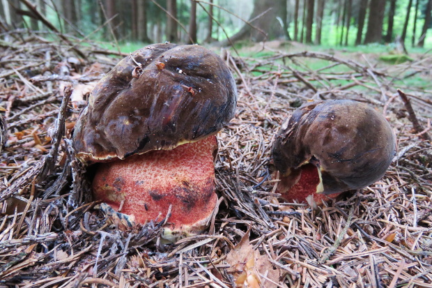 hríb zrnitohlúbikový Sutorius luridiformis (Rostk.) G. Wu & Zhu L. Yang