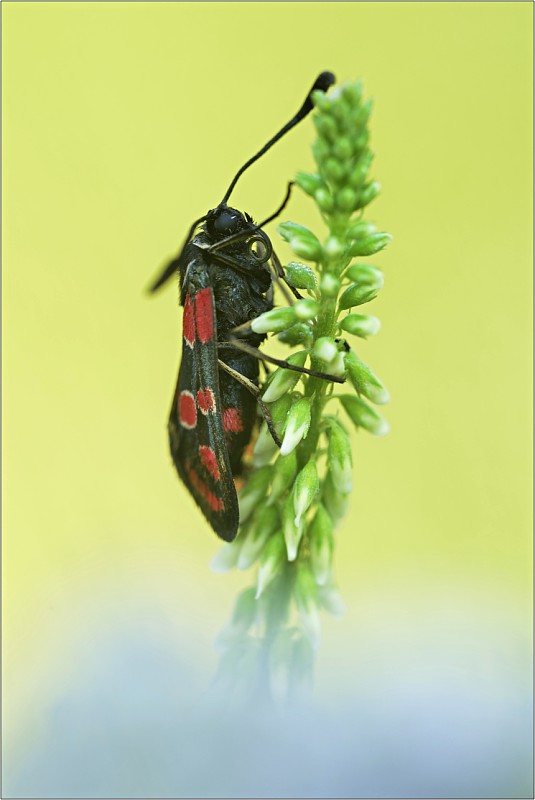 vretienka  Zygaena carniolica