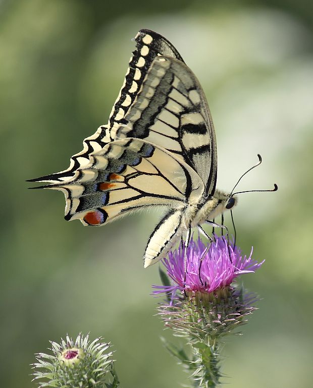 vidlochvost feniklový  Papilio machaon Linnaeus