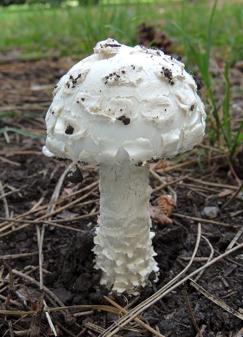 muchotrávka Vittadiniho Amanita vittadinii (Moretti) Vittad.