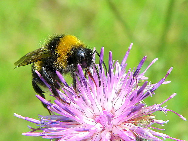 čmeľ zemný Bombus terrestris