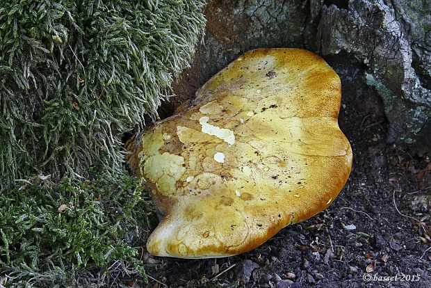 brezovník dubový Buglossoporus quercinus (Schrad.) Kotl. & Pouzar