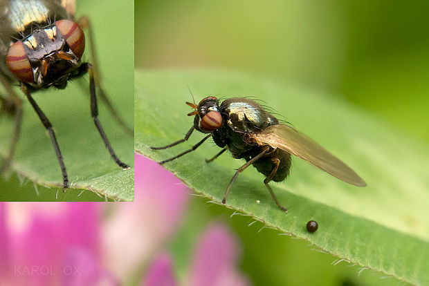 tieňovka Calliopum simillimum