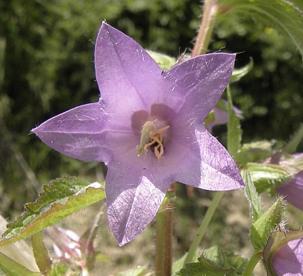 zvonček pŕhľavolistý Campanula trachelium L.