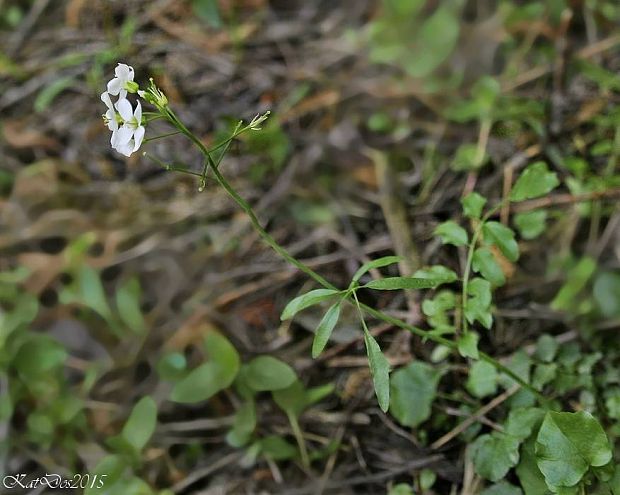 žerušnica zúbkatá Cardamine dentata Schult.