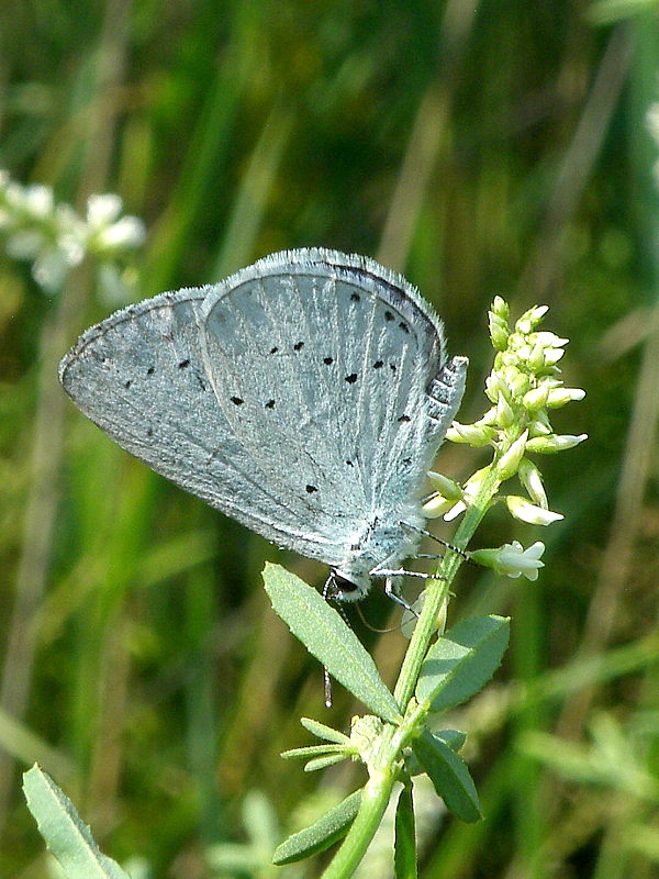 modráčik krušinový  Celastrina argiolus