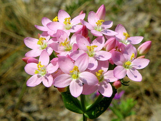 zemežlč menšia Centaurium erythraea Rafn