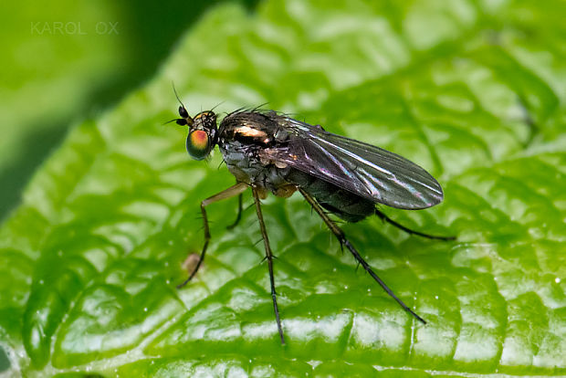 dlhonôžka Dolichopus linearis