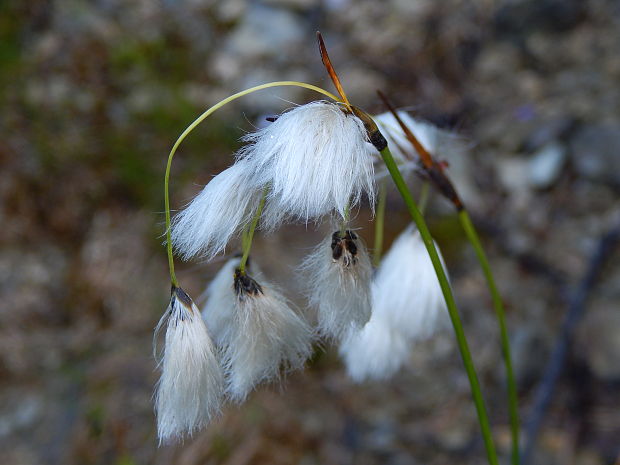 páperník úzkolistý Eriophorum angustifolium Honck.