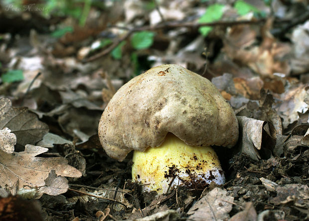 hríb plavý Hemileccinum impolitum (Fr.) Šutara