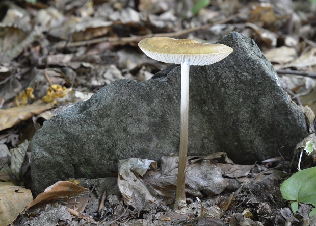 sliznačka koreňujúca Hymenopellis radicata (Relhan) R.H. Petersen