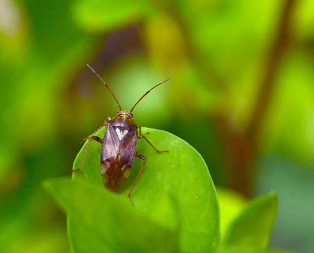 bzdôška červenkastá Lygus pratensis