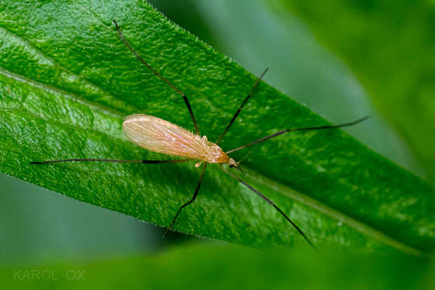 bahniarka Molophilus cinereifrons