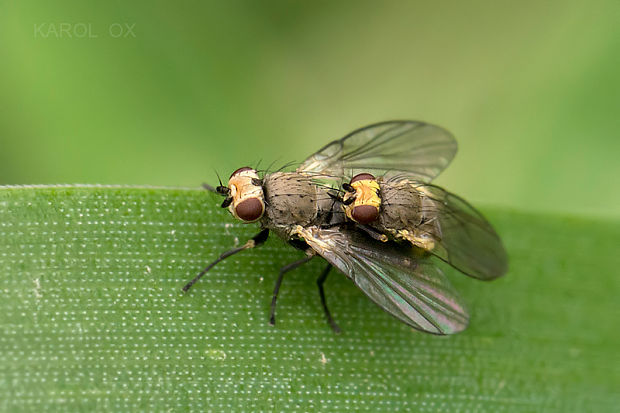 mínerka Napomyza gymnostoma