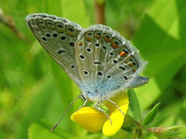 modráčik obyčajný - samička Polyommatus icarus