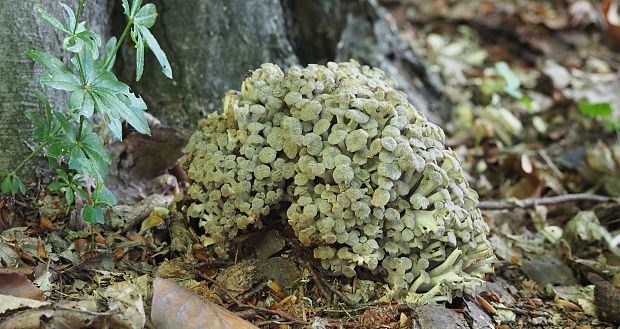 trúdnik klobúčkatý Polyporus umbellatus (Pers.) Fr.