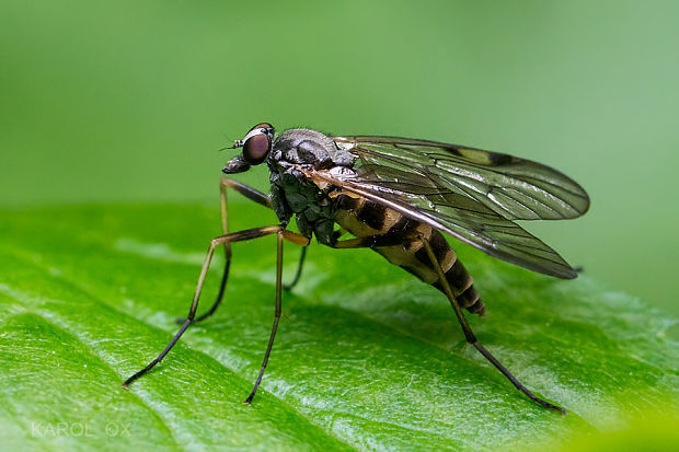 strehúň Rhagio maculatus