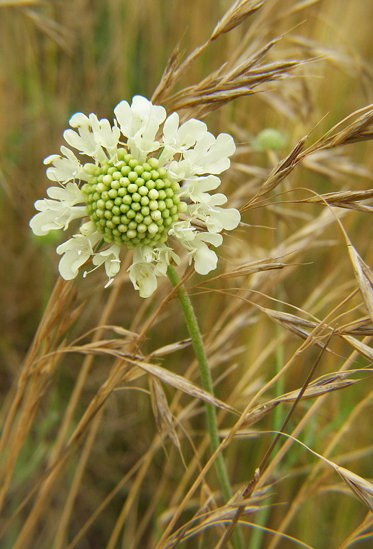 hlaváč žltkastý Scabiosa ochroleuca L.