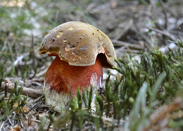 hríb zrnitohlúbikový Sutorius luridiformis (Rostk.) G. Wu & Zhu L. Yang