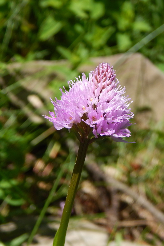 pavstavač hlavatý Traunsteinera globosa (L.) Reichenb.