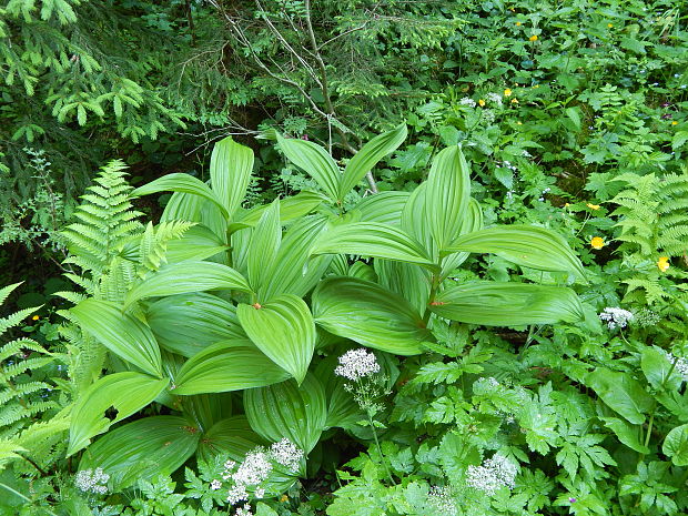 kýchavica biela pravá Veratrum album subsp. album L.