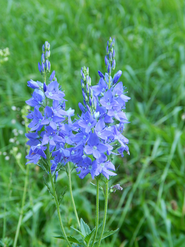 veronika hrdobarkovitá Veronica teucrium L.