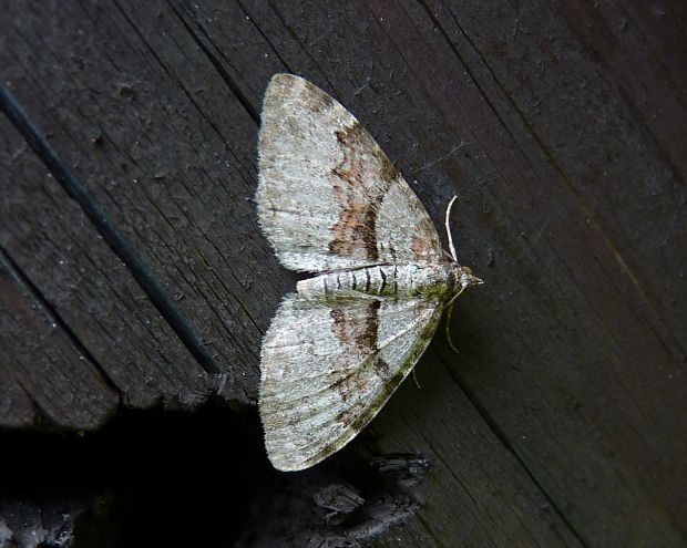 piadivka kapustová  / píďalka dvojzubá   Xanthorhoe designata