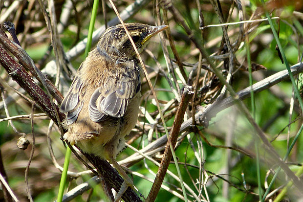 trsteniarik prúžkovaný   Acrocephalus schoenobaenus