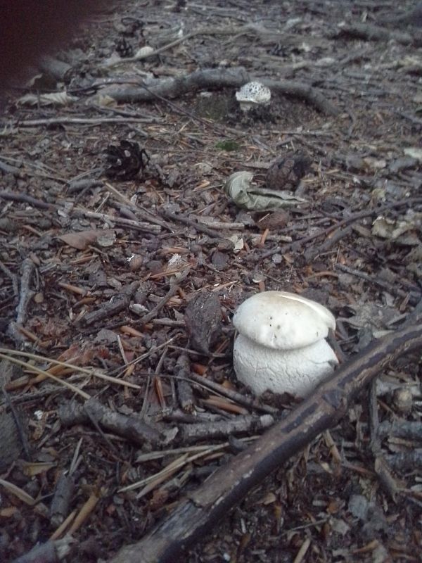 hríb smrekový Boletus edulis Bull.