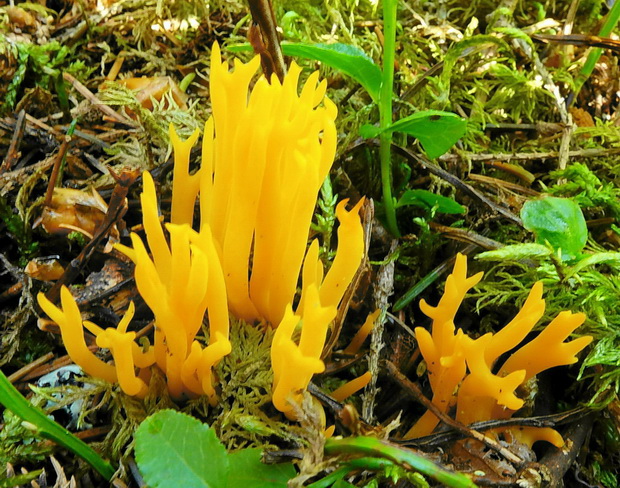 parôžkovec lepkavý Calocera viscosa (Pers.) Fr.