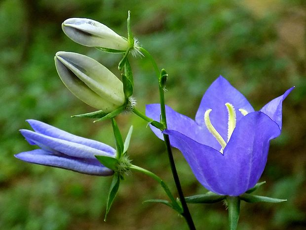 zvonček Campanula sp.