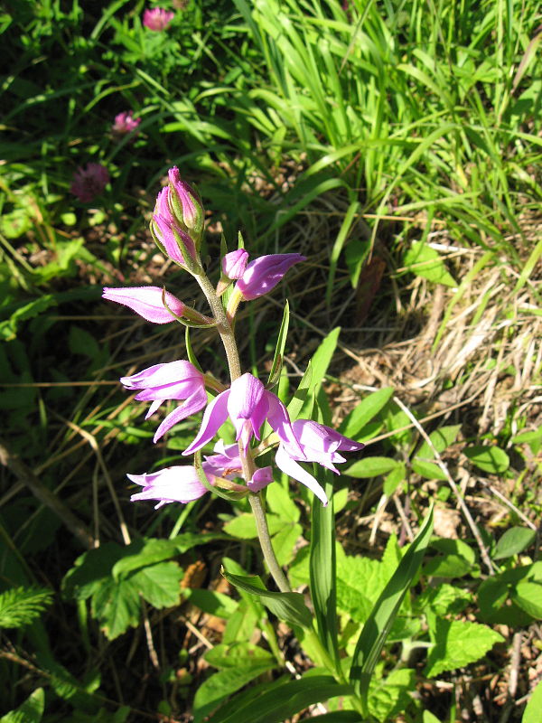 prilbovka červená Cephalanthera rubra (L.) Rich.