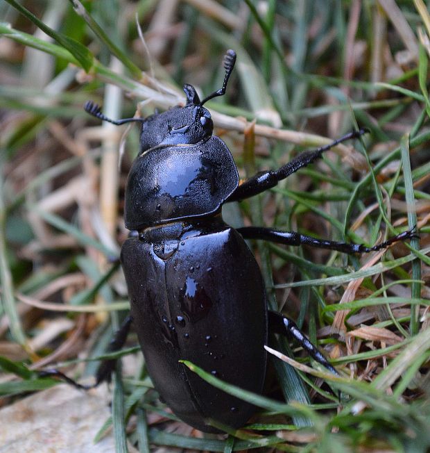 roháč obyčajný Lucanus cervus